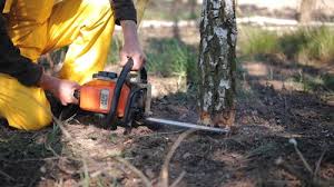 Leaf Removal in Big Rapids, MI