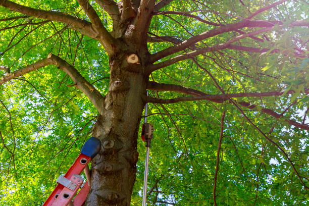 Professional Tree Services in Big Rapids, MI